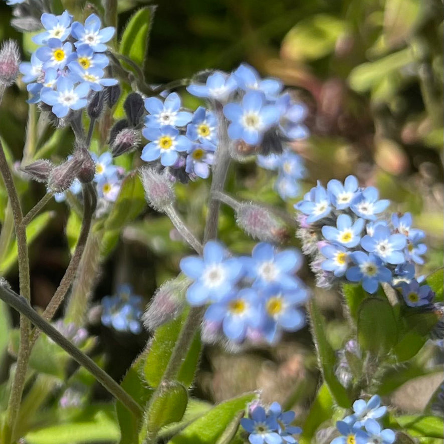Close-up of small light blue flowers with yellow centers and green leaves in a natural outdoor setting.