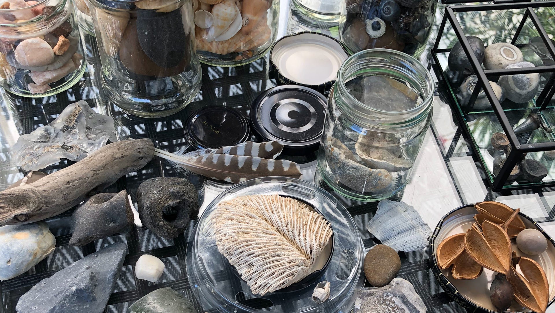 A collection of natural specimens and geology-themed decor arranged on a black metal table, including a preserved freshwater shell fossil under glass, driftwood, smooth river stones, a striped feather, and clear glass jars containing shells.