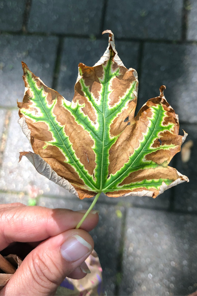 A close-up of a damaged maple leaf held by a hand, showing brown and green variegated foliage with dry, curled edges, set against a blurred gray paved background.