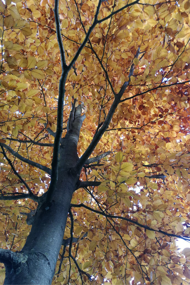 Looking up through a tree canopy filled with golden-yellow autumn leaves and dark branches.