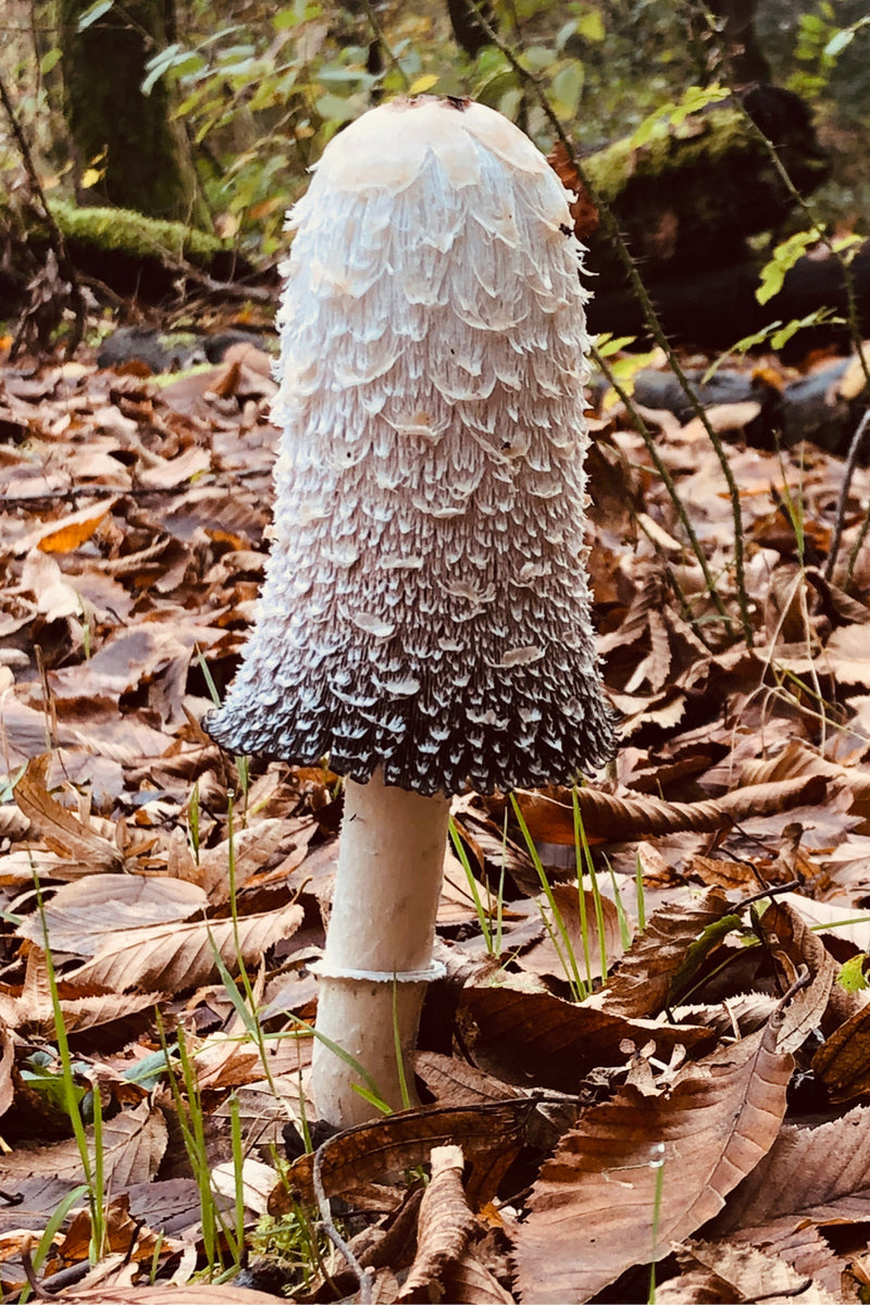 A large shaggy mushroom with a white to gray cap and pale stem standing upright on a forest floor covered in brown leaves.