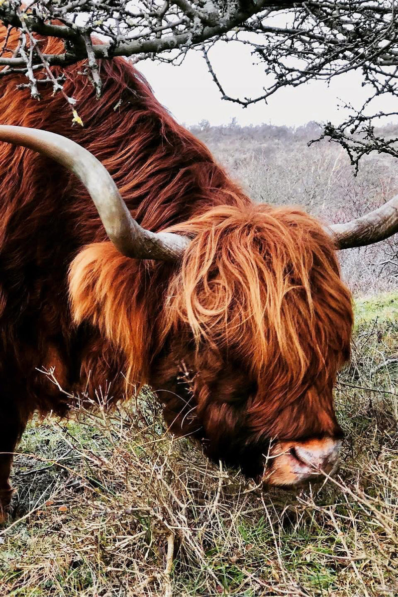 A close-up photograph of a Highland cow with long shaggy reddish-brown hair and curved horns grazing in a grassy field under bare tree branches.