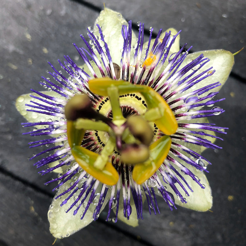 A close-up top view of a passion flower with pale green petals, a yellow-orange center, and numerous purple stamens on a dark textured surface.