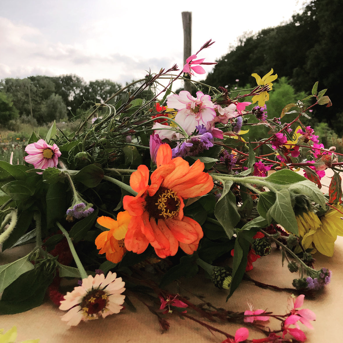 A colorful wildflower bouquet with prominent orange, pink, white, and yellow flowers mixed with green leaves, arranged on a beige surface outdoors with trees and sky in the background.