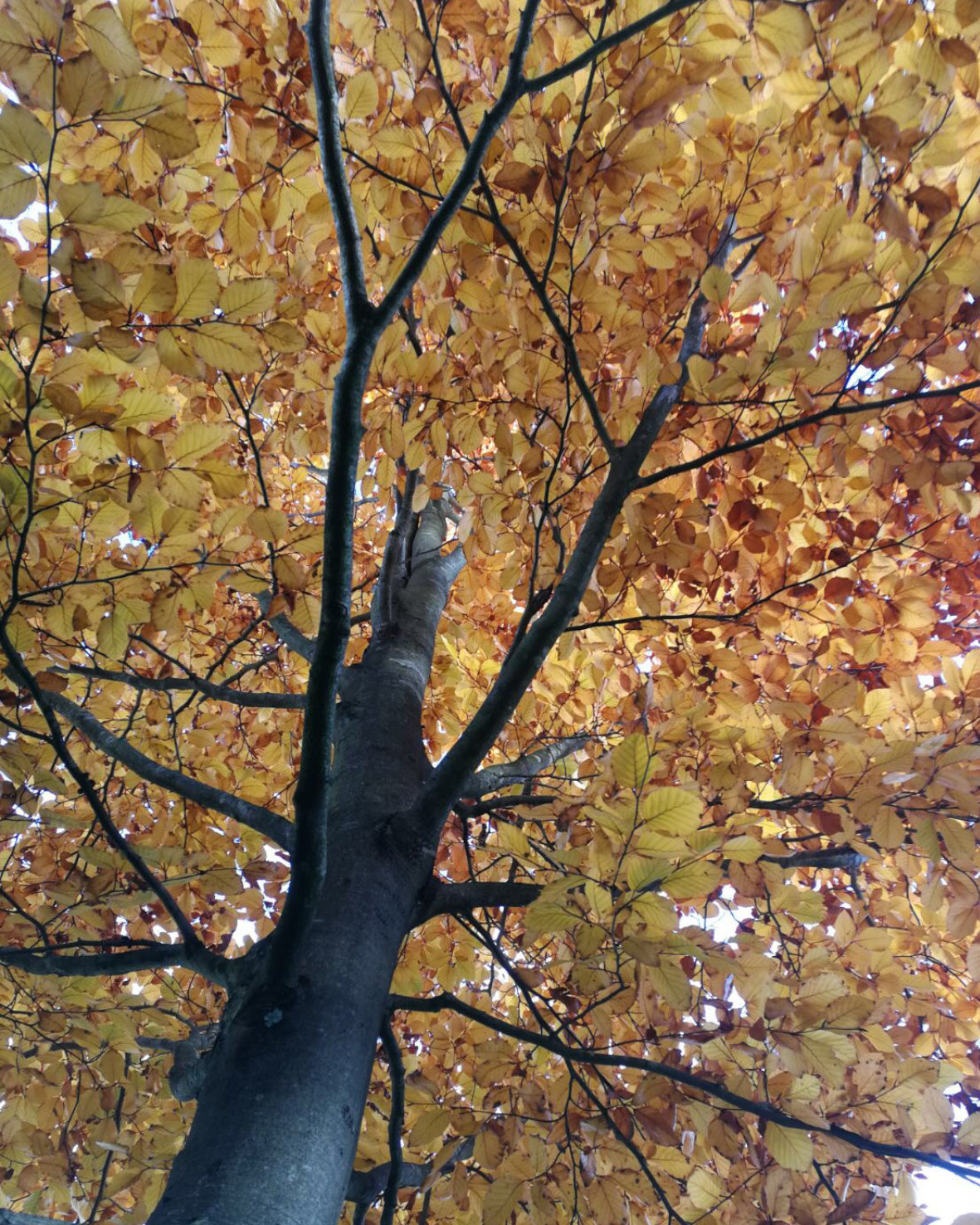 Autumn tree with yellow leaves
