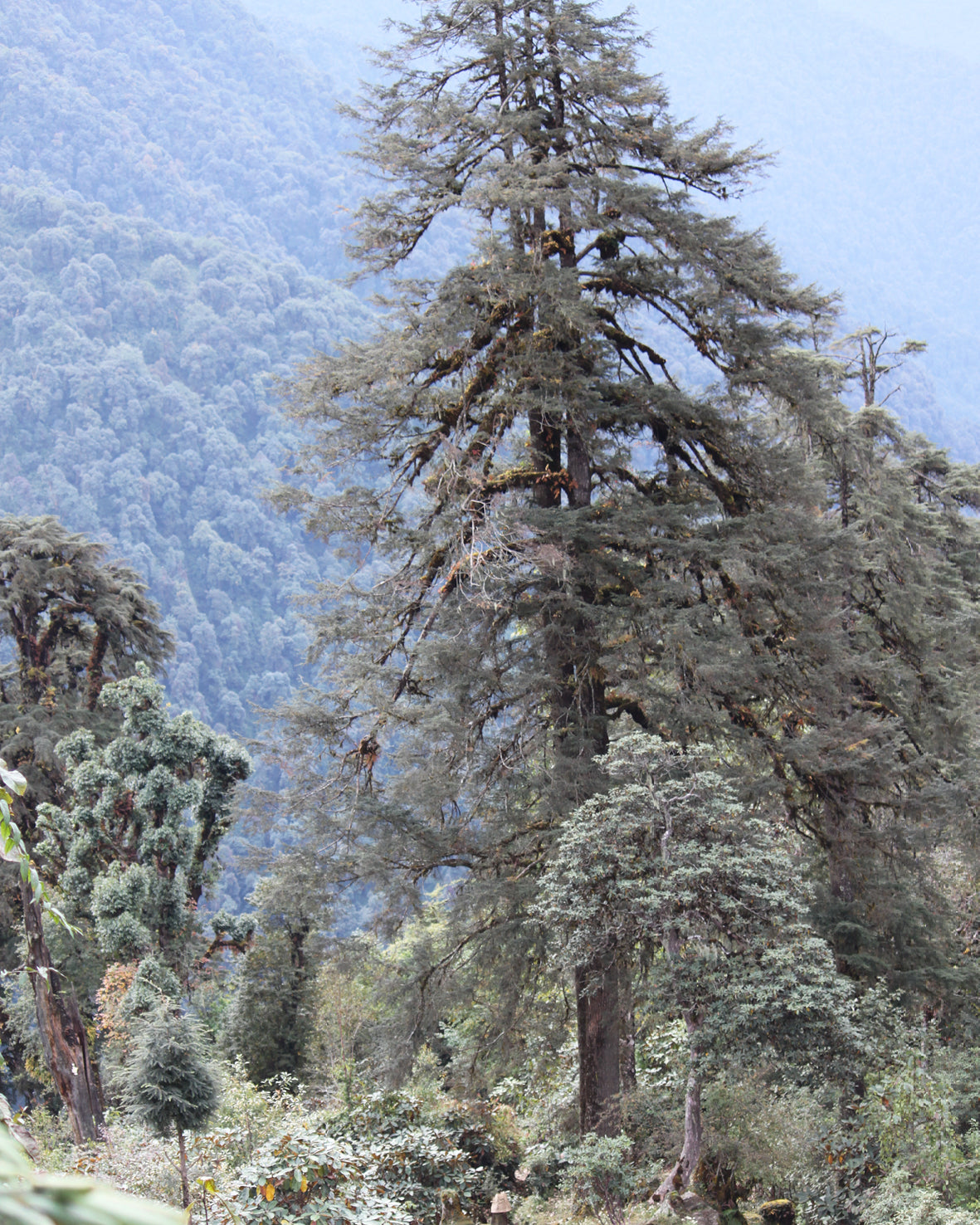A tall conifer tree stands prominently in a misty mountain forest, with layered blue-gray hills and additional trees in the background.